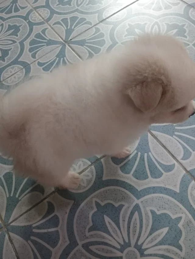 ลูกชิสุผสม