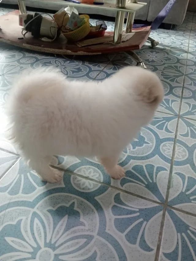 ลูกชิสุผสม