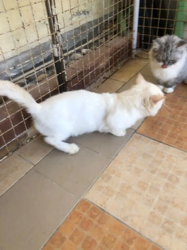 ขายแมวพันธ์มันกิ้น
