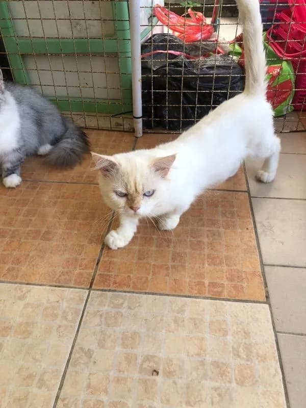 ขายแมวพันธ์มันกิ้น