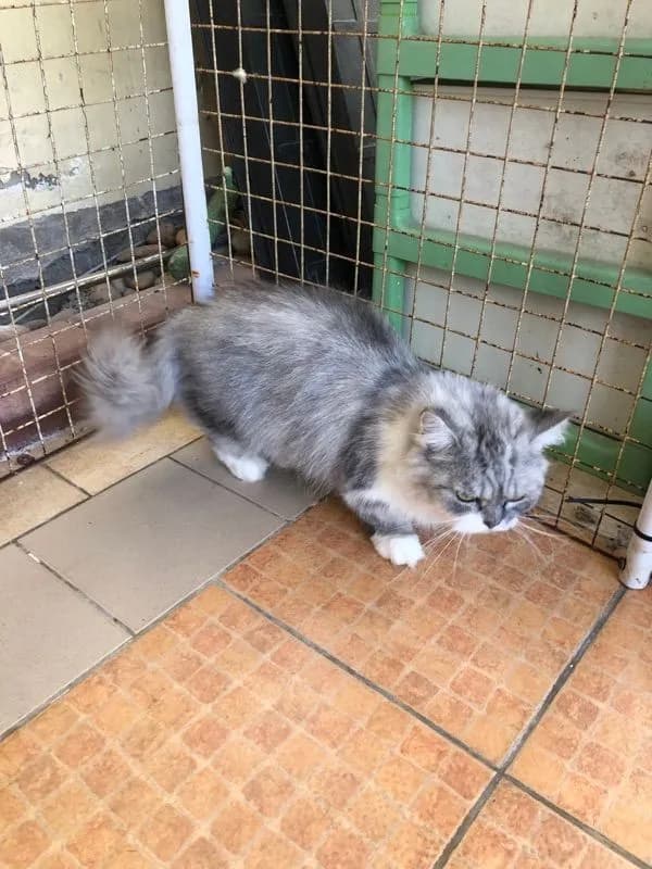 ขายแมวพันธ์มันกิ้น