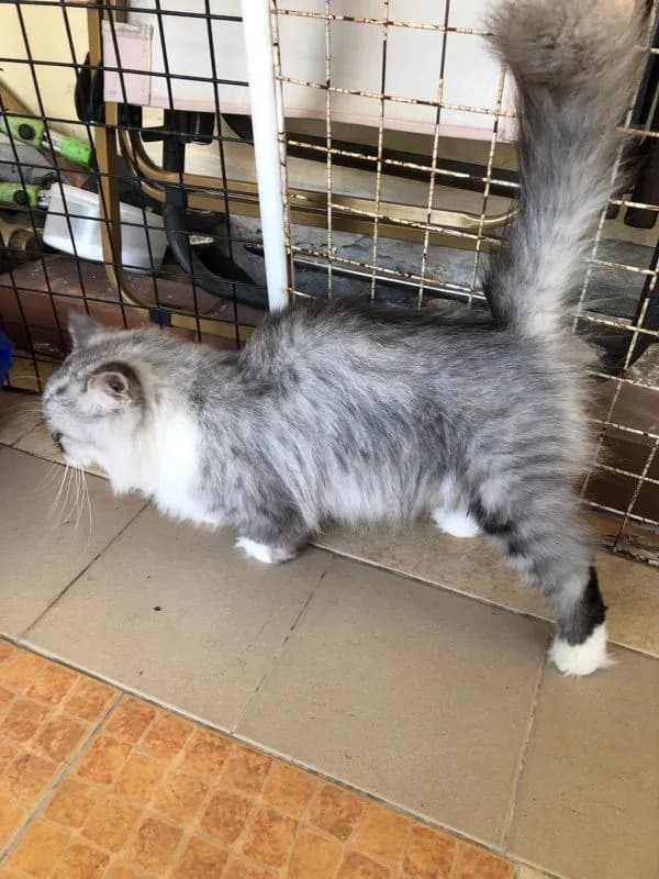 ขายแมวพันธ์มันกิ้น