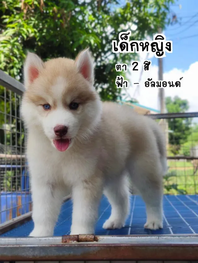 ไซบีเรียนวูลลี่โค้ด ขนยาว