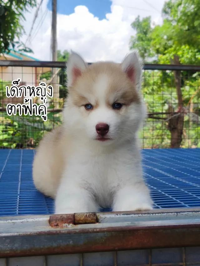 ไซบีเรียนวูลลี่โค้ด ขนยาว