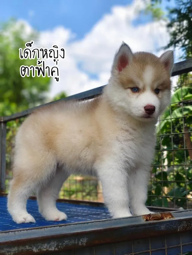 ไซบีเรียนวูลลี่โค้ด ขนยาว