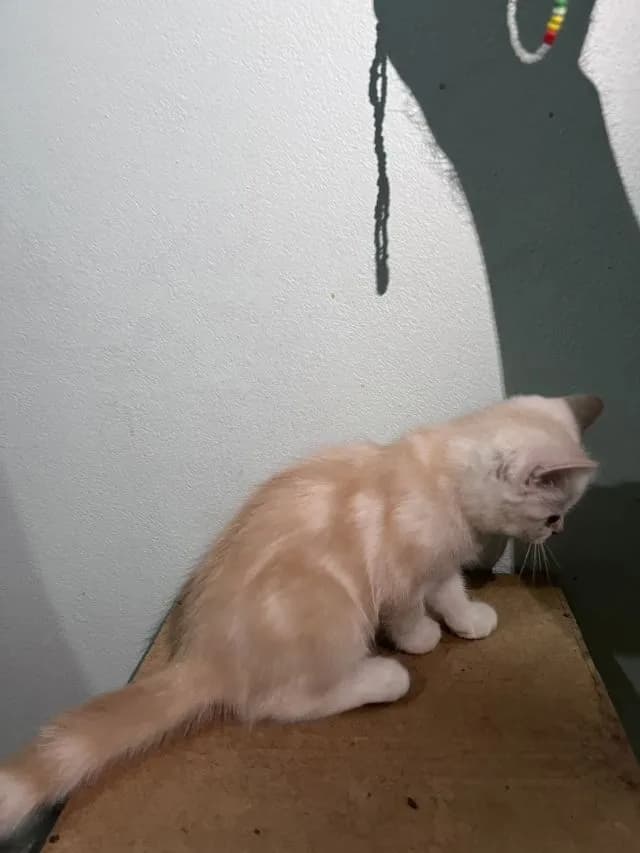 สก็อตติช