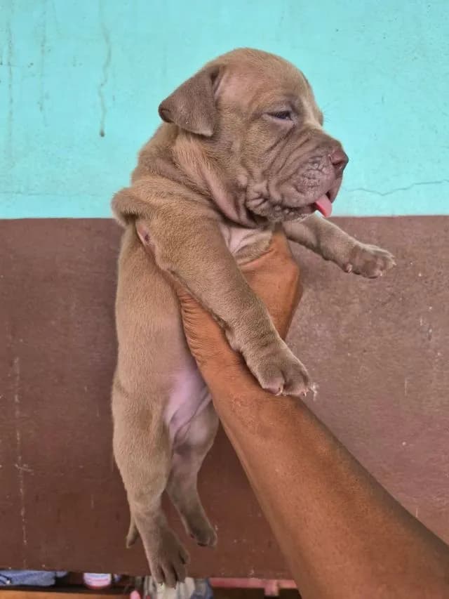 ลูกสุนัข