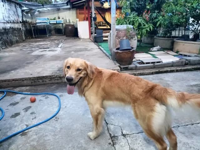 ขายโกลเด้น