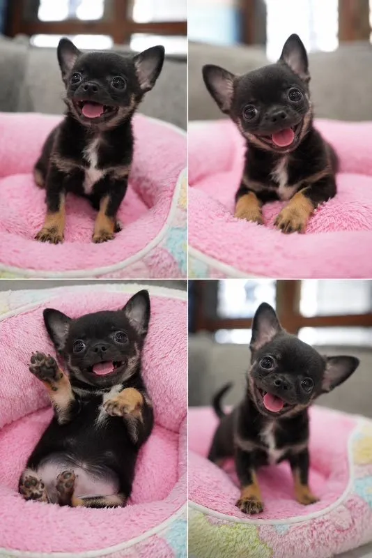 ชิวาวาขนสั้น กรุงเทพ น่ารัก รับประกันสุขภาพค่ะ