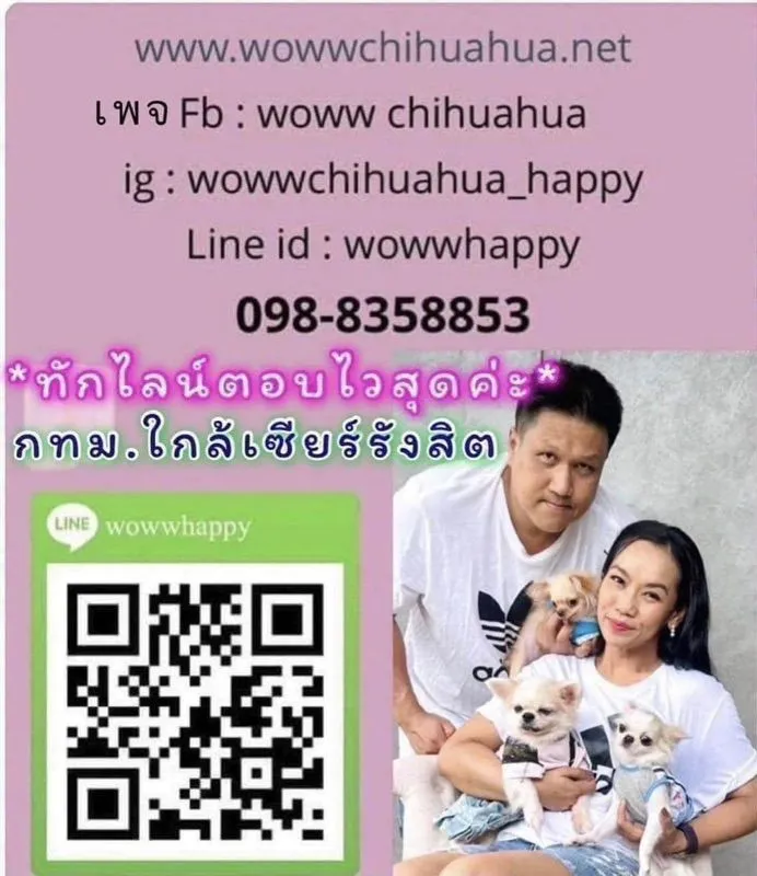 ชิวาวาขนสั้น กรุงเทพ น่ารัก รับประกันสุขภาพค่ะ