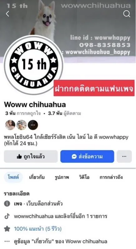 ชิวาวาขนสั้น กรุงเทพ น่ารัก รับประกันสุขภาพค่ะ