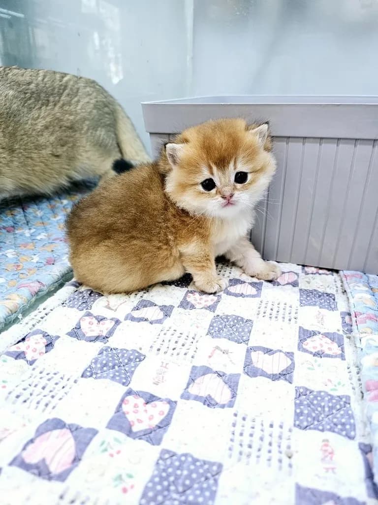 สายพันธุ์ มันซ์กิ้น (Munchkin)