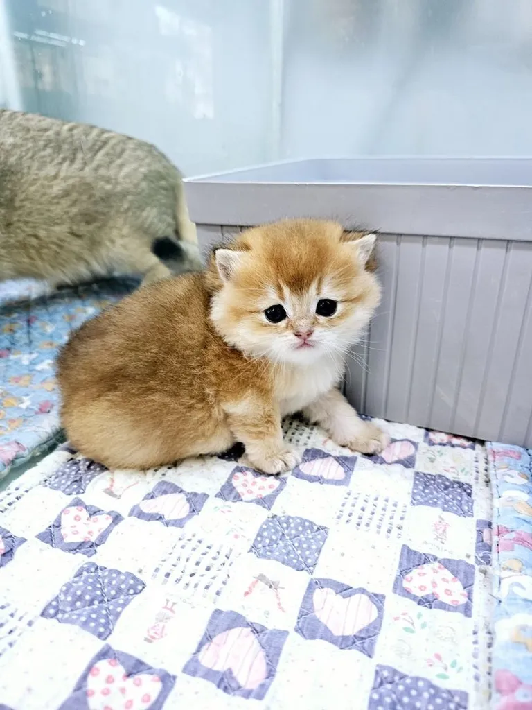 สายพันธุ์ มันซ์กิ้น (Munchkin)
