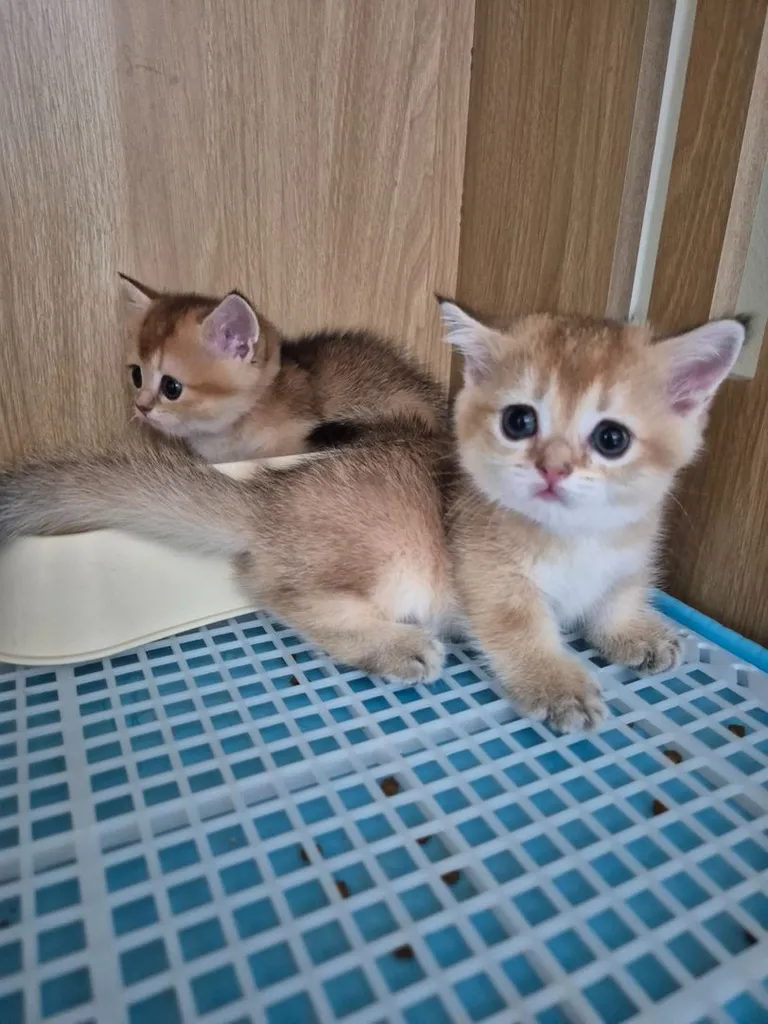 สายพันธุ์ มันซ์กิ้น (Munchkin)