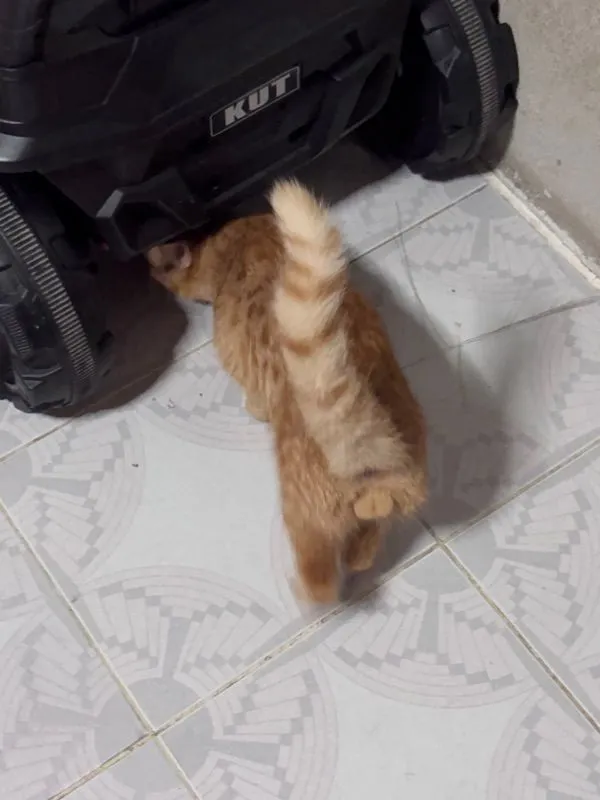 แมวส้มผสมเปอเชีย