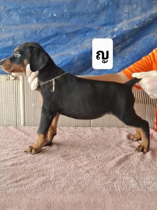 สุนัขโดเบอร์แมนเพศเมีย