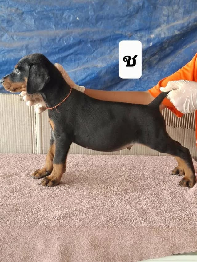 สุนัขโดเบอร์แมนเพศเมีย