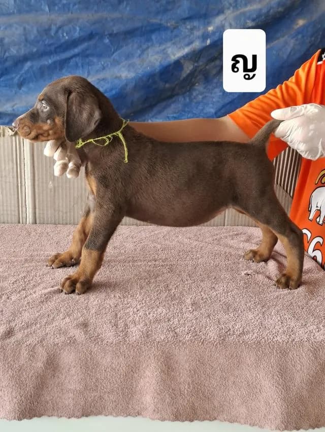 สุนัขโดเบอร์แมนเพศเมีย