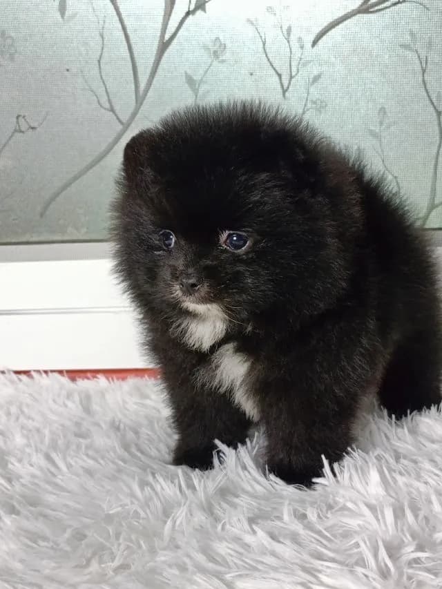 ปอม