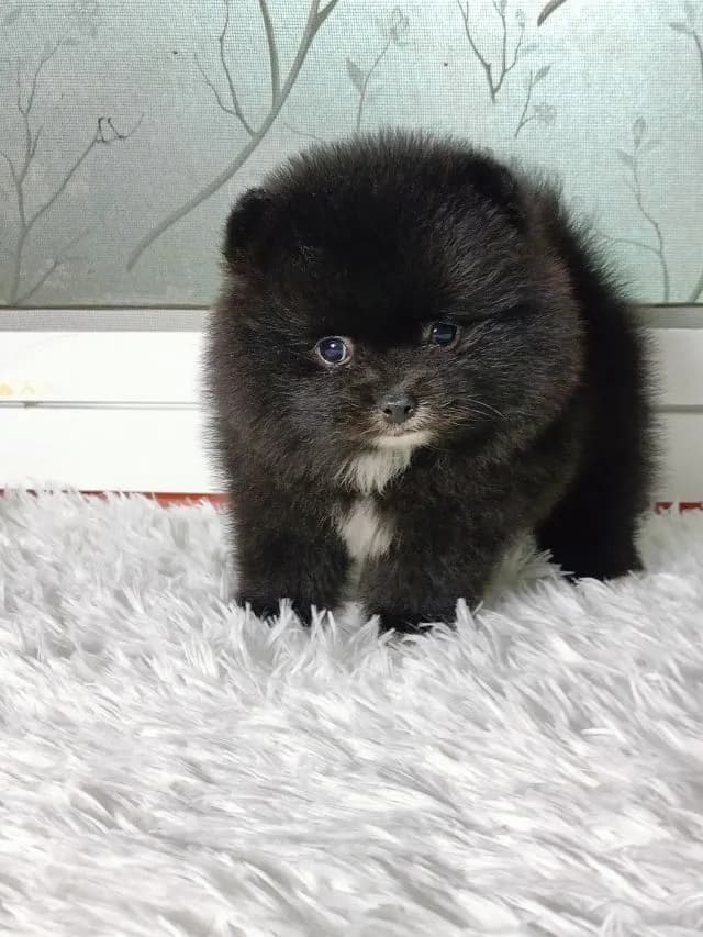 ปอม