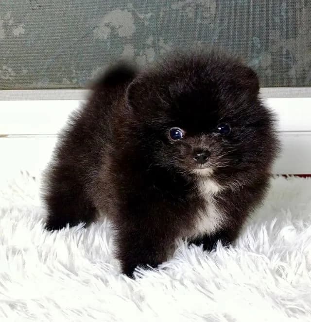 ปอม