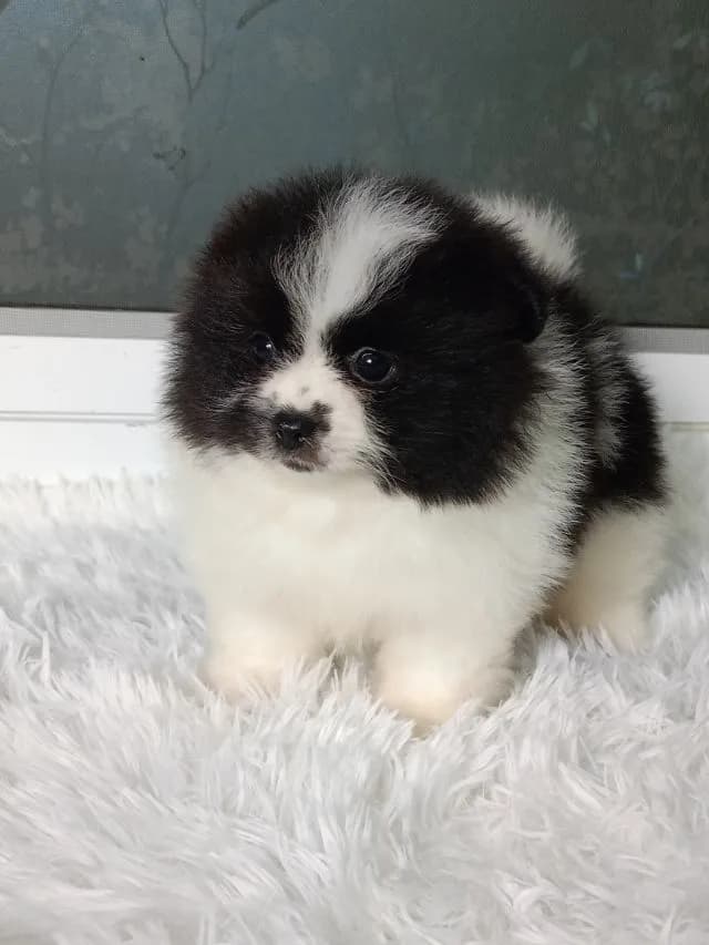 ปอม
