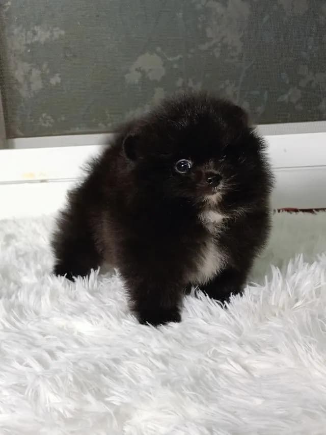 ปอม