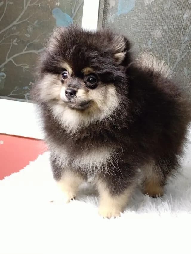 ปอม