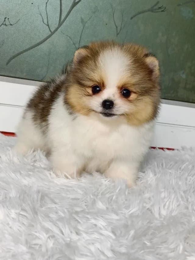 ปอม