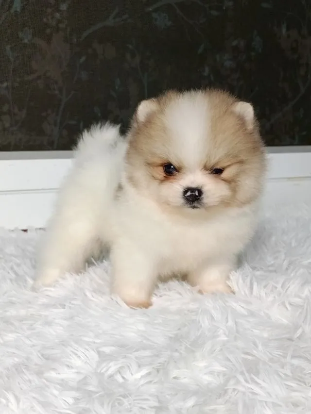 ปอม