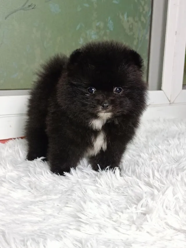 ปอม