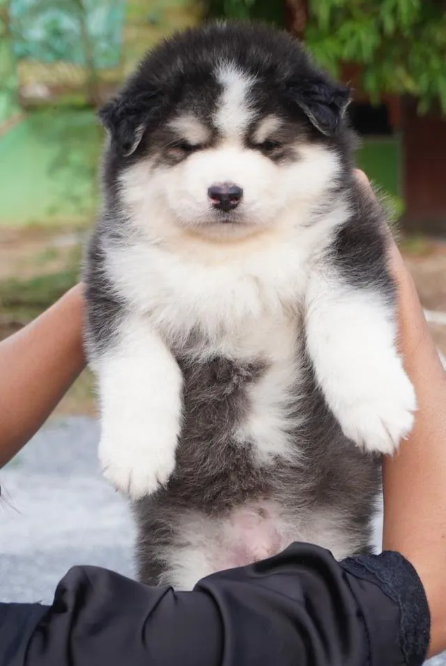 100% Purebred Siberian Husky Puppies — All Colors & Coats