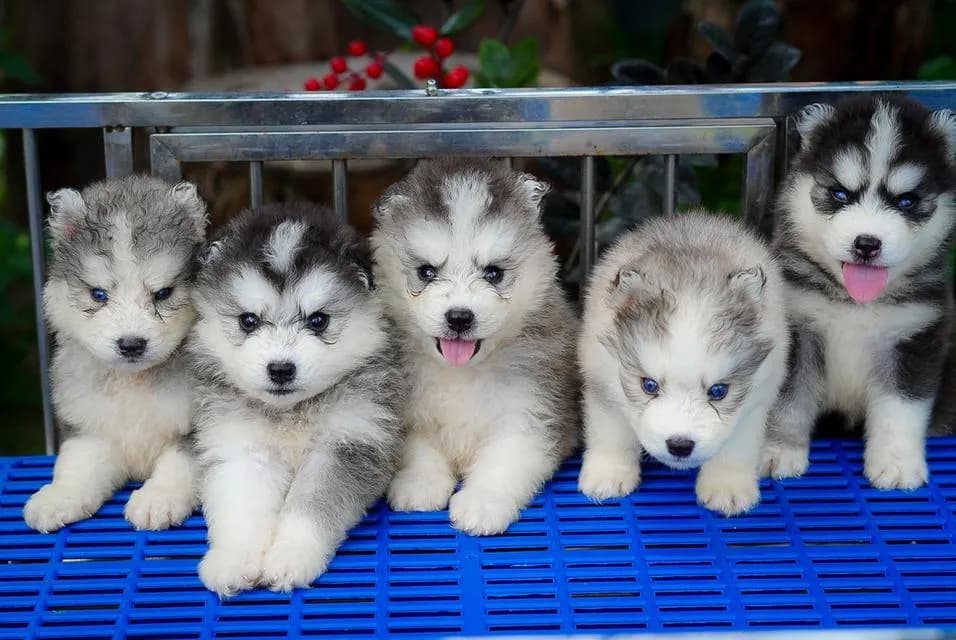 100% Purebred Siberian Husky Puppies — All Colors & Coats
