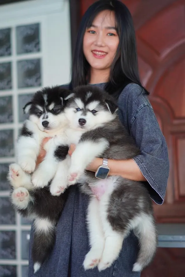100% Purebred Siberian Husky Puppies — All Colors & Coats