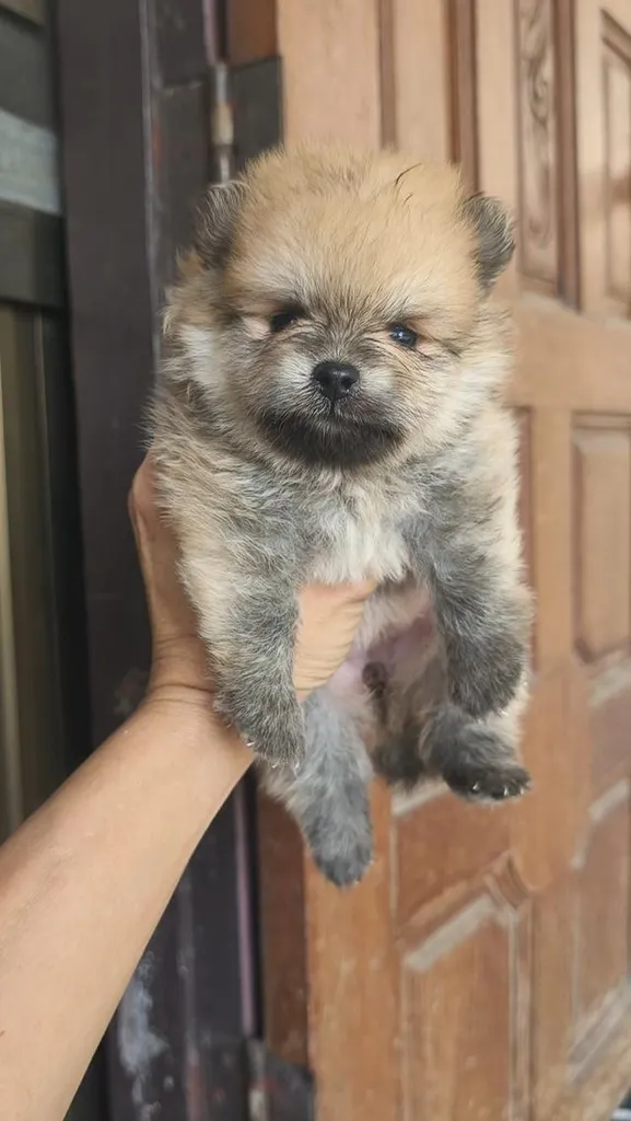 ปอมเมอเรเนียน จังหวัดลำพูน