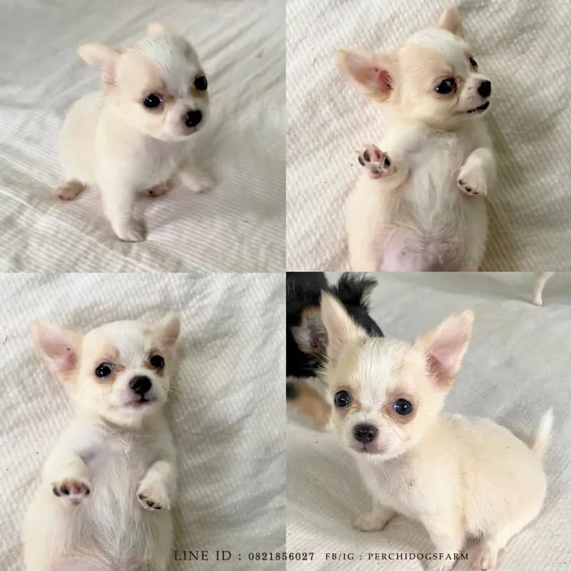 ชิวาวา ชาย ขนยาว