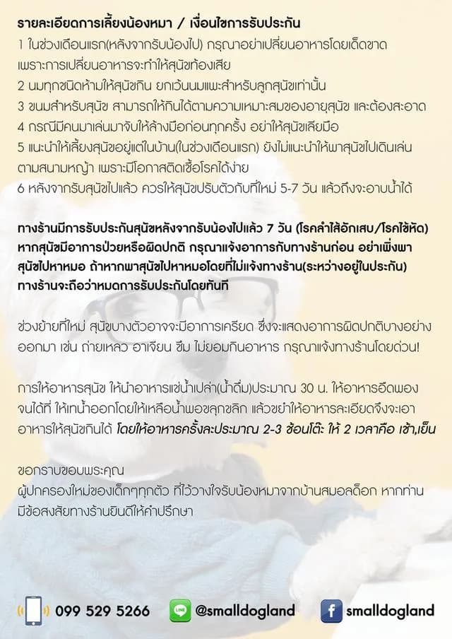 ปอมแท้หน้าหมีไซส์เล็กเพศเมีย