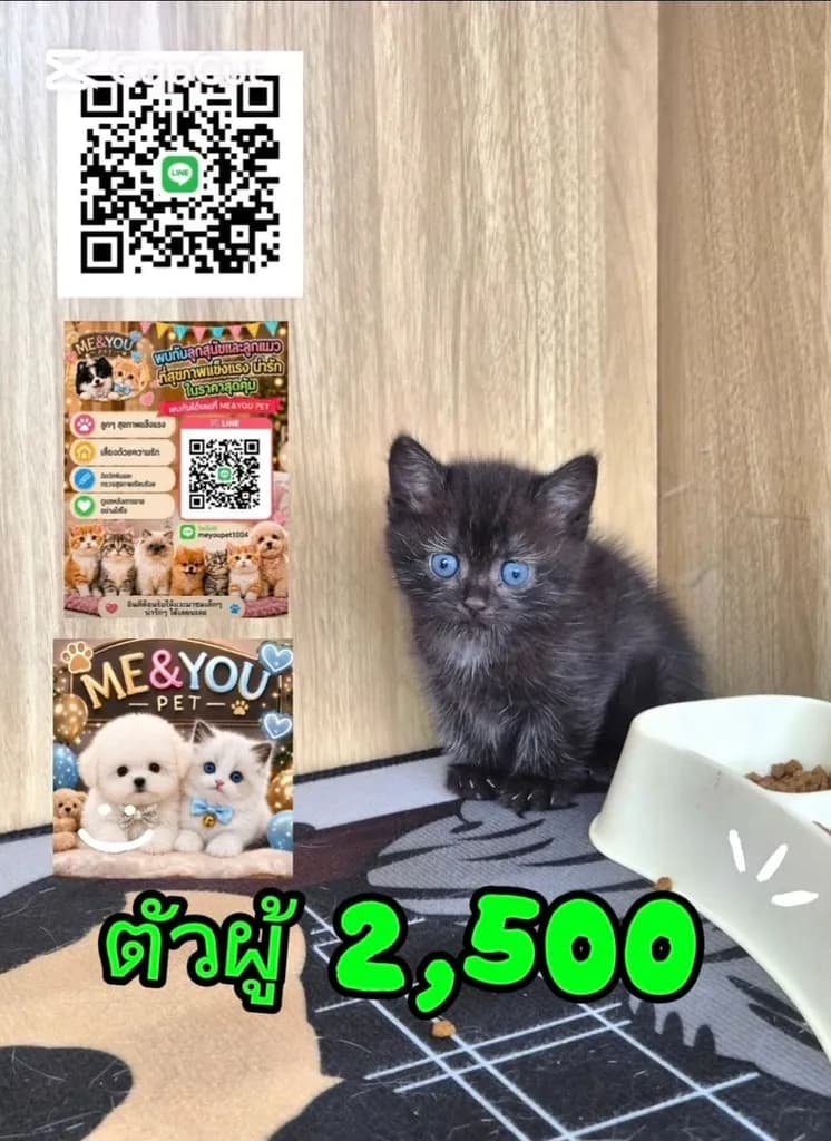 British Shorthair