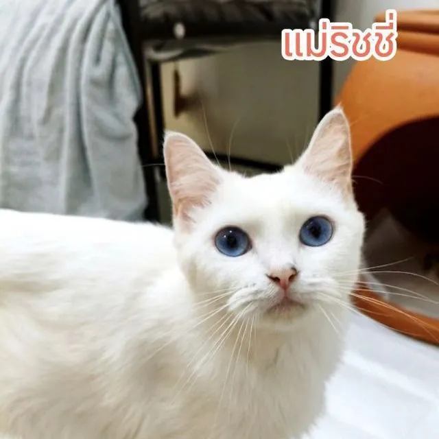 ด.ญ.ชาไทย สก็อตติช