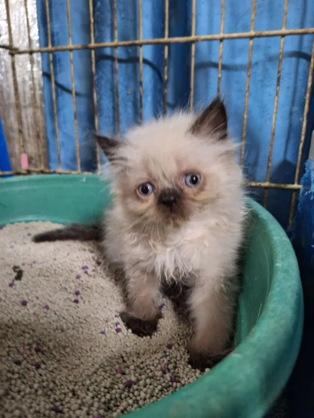 ลูกแมวหิมาลายัน