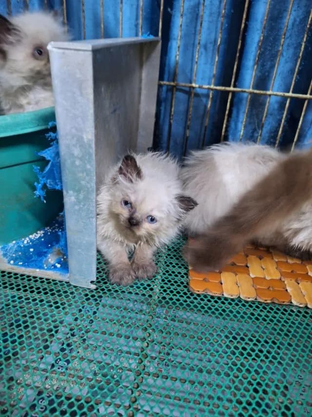 ลูกแมวหิมาลายัน