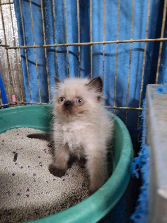 ลูกแมวหิมาลายัน