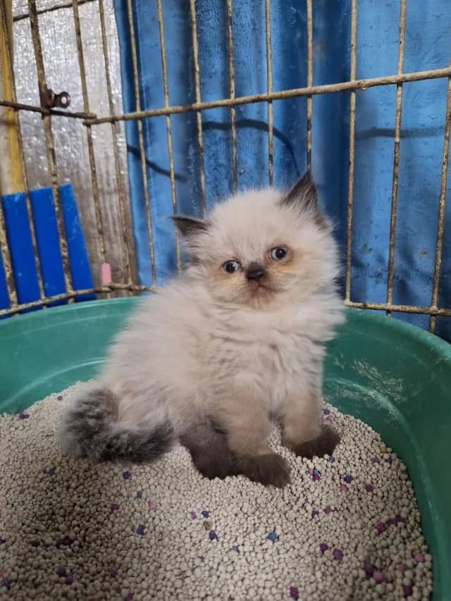 ลูกแมวหิมาลายัน