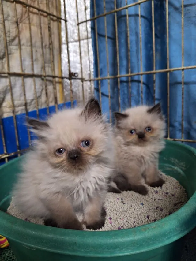 ลูกแมวหิมาลายัน