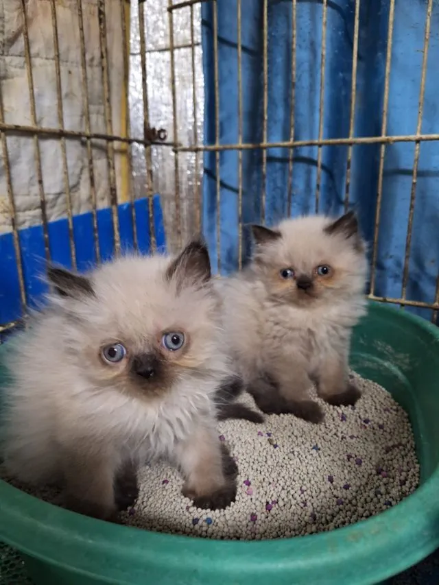 ลูกแมวหิมาลายัน