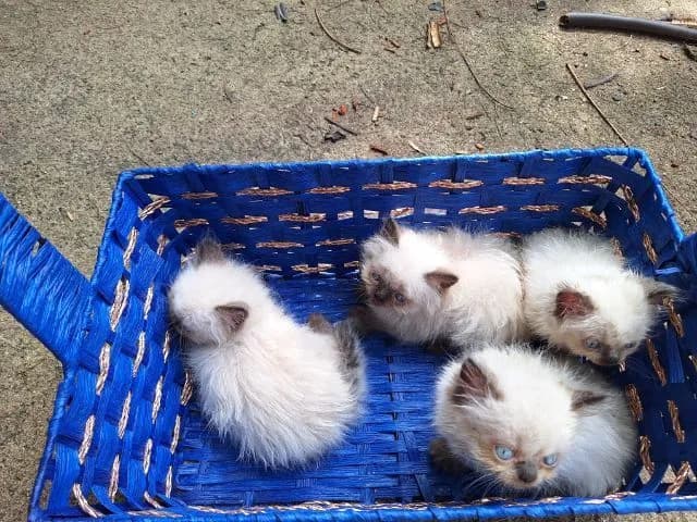 ลูกแมวหิมาลายัน