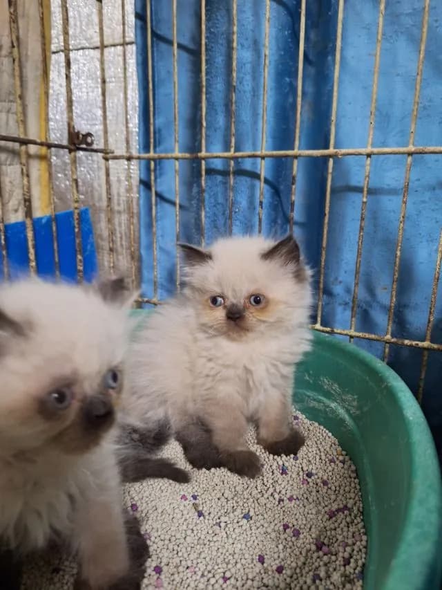 ลูกแมวหิมาลายัน