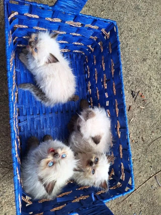 ลูกแมวหิมาลายัน