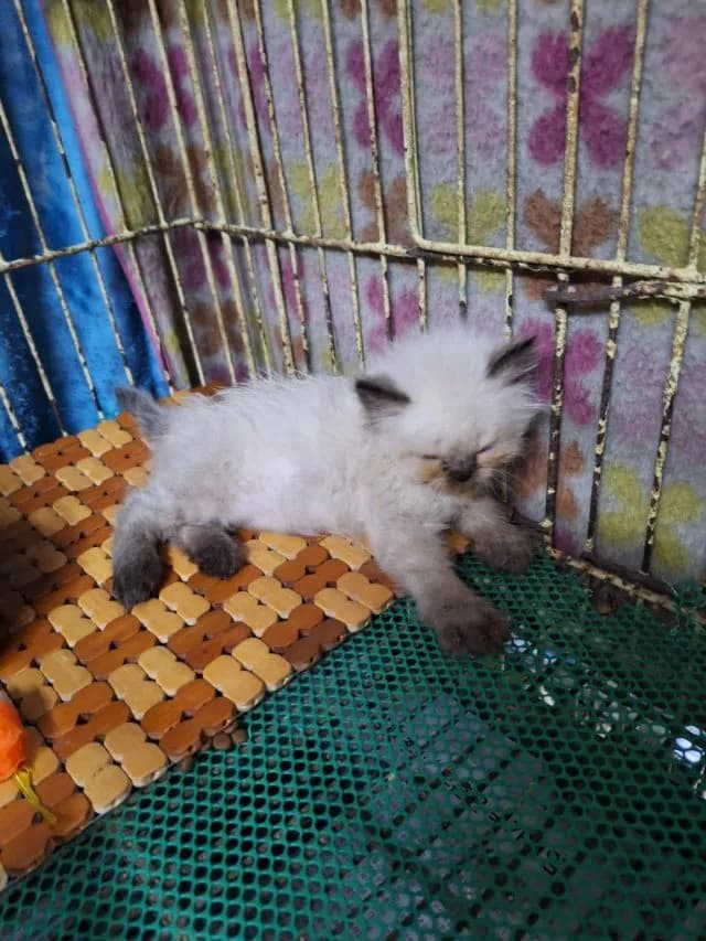 ลูกแมวหิมาลายัน