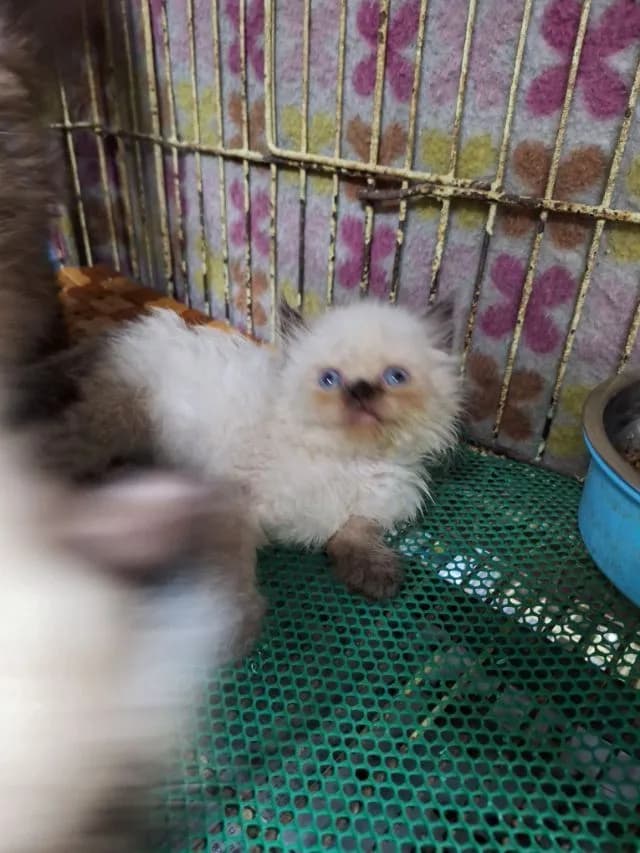 ลูกแมวหิมาลายัน